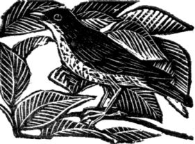 wood-engraving original print: The Thrush for Cambridge Book of Poetry for Children